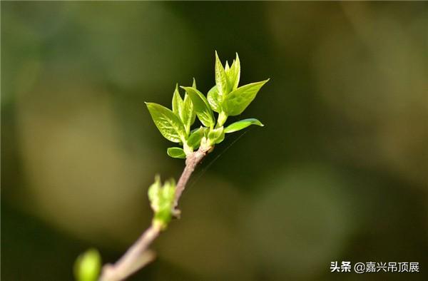 春暖花开，春天装修的门道你清楚吗？